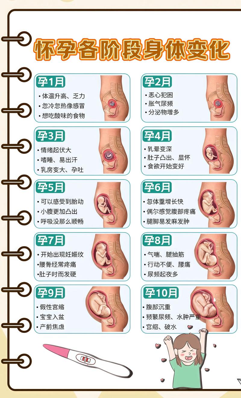 揭秘供卵代孕妈妈怀孕小腹分两节，孕期变化的奥秘三明代生机构: